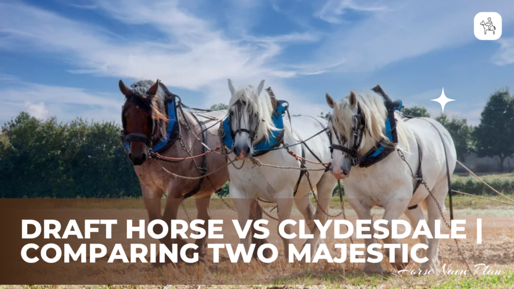 Draft Horse Vs Clydesdale